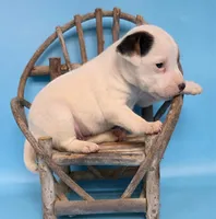 Gizmo, a male Jack Russell Terrier for sale in Riverside, CA – 4 of 10