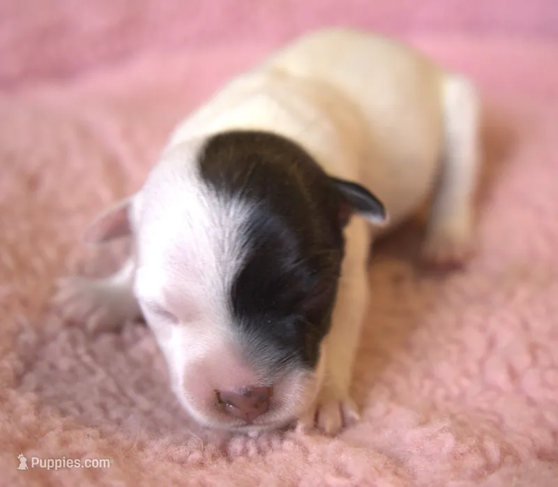 Sassy – Parson Russell Terrier puppy for sale in Riverside, CA