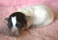 Molly, a female Jack Russell Terrier for sale in Riverside, CA – 2 of 10