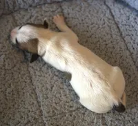 Jupiter, a male Parson Russell Terrier for sale in Riverside, CA – 5 of 9