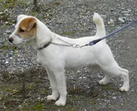 Due October 10th, a  Parson Russell Terrier for sale in Riverside, CA – 3 of 8