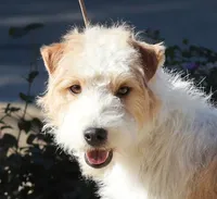Raider, a male Parson Russell Terrier for sale in Riverside, CA – 7 of 10