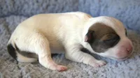 Jupiter, a male Parson Russell Terrier for sale in Riverside, CA – 4 of 9