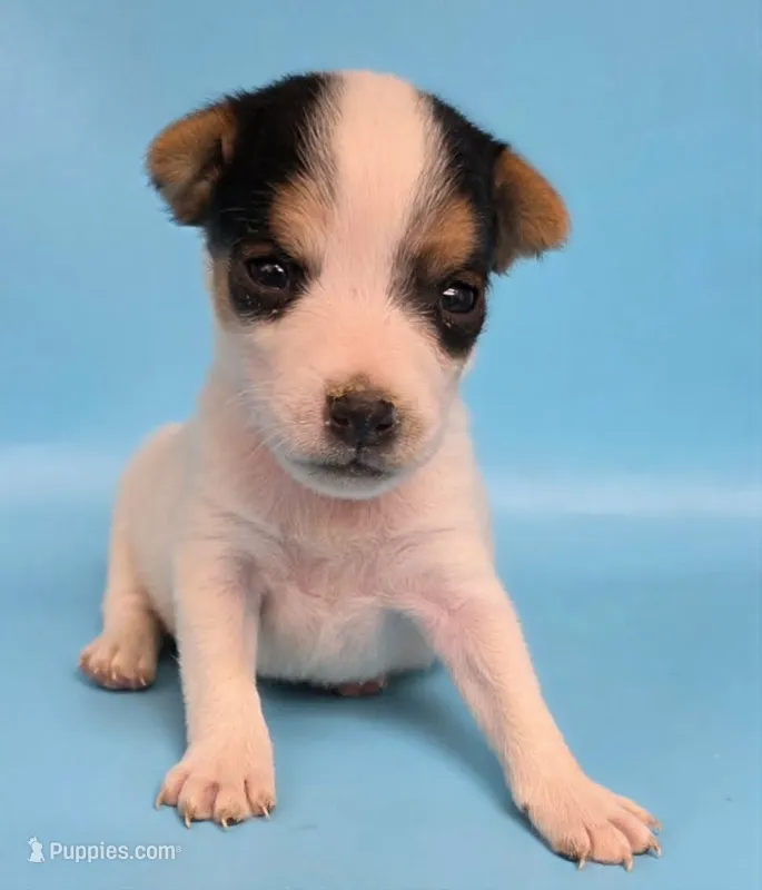 Bianca – Parson Russell Terrier puppy for sale in Riverside, CA