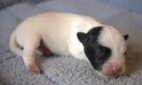 Atticus, a male Parson Russell Terrier for sale in Riverside, CA – 2 of 9