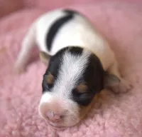 Bailey, a female Parson Russell Terrier for sale in Riverside, CA – 2 of 10