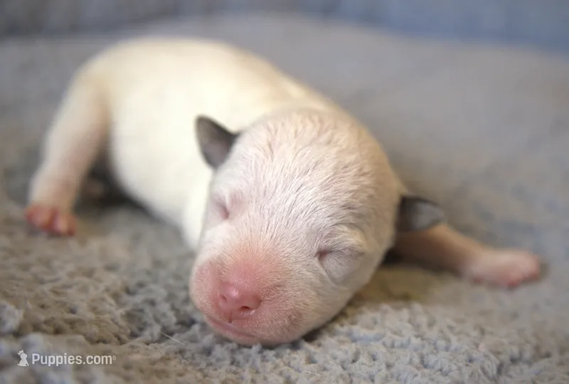 Decker – Parson Russell Terrier puppy for sale in Riverside, CA
