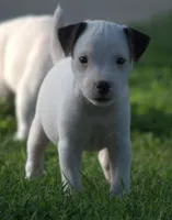 Decker, a male Parson Russell Terrier for sale in Riverside, CA – 7 of 10