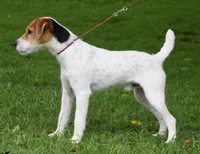 Gizmo, a male Jack Russell Terrier for sale in Riverside, CA – 7 of 10
