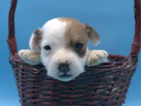 Alvin, a male Jack Russell Terrier for sale in Riverside, CA – 3 of 10