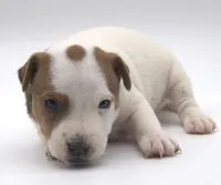 Scout, a female Jack Russell Terrier for sale in Riverside, CA – 2 of 9
