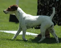 Due October, a  Jack Russell Terrier for sale in Riverside, CA – 3 of 6