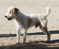 Due July 3rd, a  Jack Russell Terrier for sale in Riverside, CA – 2 of 6