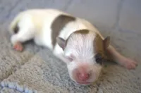 Jake, a male Parson Russell Terrier for sale in Riverside, CA – 2 of 10