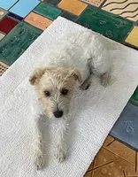 Flynn, a male Parson Russell Terrier for sale in Riverside, CA – 9 of 10