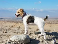 Due July 17th, a  Parson Russell Terrier for sale in Riverside, CA – 2 of 7