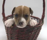 Bullet, a male Jack Russell Terrier for sale in Riverside, CA – 3 of 9
