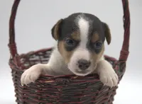Smooth Coat Earl, a male Jack Russell Terrier for sale in Riverside, CA – 5 of 10
