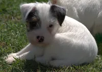 Fritz, a male Parson Russell Terrier for sale in Riverside, CA – 5 of 10