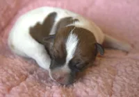 Mocha, a female Jack Russell Terrier for sale in Riverside, CA – 2 of 10