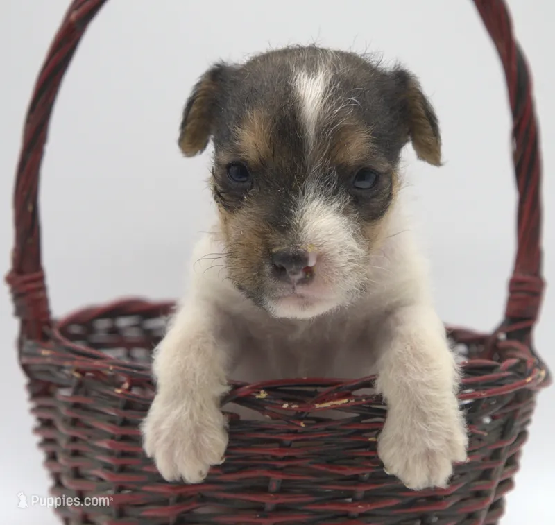 Fallon – Parson Russell Terrier puppy for sale in Riverside, CA