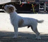 Iggy, a male Jack Russell Terrier for sale in Riverside, CA – Photo 8 of 10