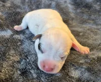 Iggy, a male Jack Russell Terrier for sale in Riverside, CA – Photo 1 of 10