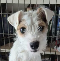 Iggy, a male Jack Russell Terrier for sale in Riverside, CA – Photo 9 of 10