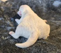 Iggy, a male Jack Russell Terrier for sale in Riverside, CA – Photo 5 of 10