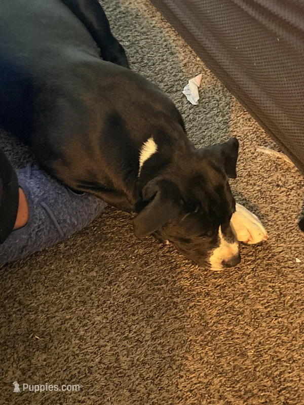 rex – Akita, American Bully puppy for sale in Sun Prairie, WI