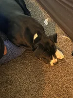 rex, a male Akita and American Bully for sale in Sun Prairie, WI – Photo 1 of 3