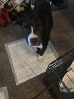 rex, a male Akita and American Bully for sale in Sun Prairie, WI – Photo 3 of 3