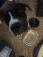 rex, a male Akita and American Bully for sale in Sun Prairie, WI – Photo 2 of 3