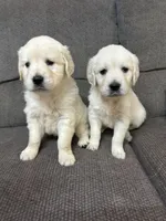 Jasper, a male Golden Retriever for sale in Arlington, MN – Photo 1 of 4