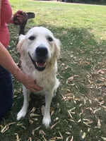 Jasper, a male Golden Retriever for sale in Arlington, MN – Photo 4 of 4