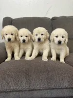 Jasper, a male Golden Retriever for sale in Arlington, MN – Photo 2 of 4