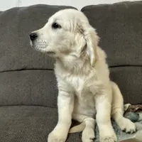 Flicka, a  English Cream Golden Retriever for sale in Arlington, MN – Photo 2 of 4