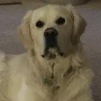 Flicka, a  English Cream Golden Retriever for sale in Arlington, MN – Photo 3 of 4