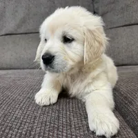 Oaklie, a  Golden Retriever for sale in Arlington, MN – 1 of 1