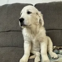 Mack, a  Golden Retriever for sale in Arlington, MN – Photo 1 of 3
