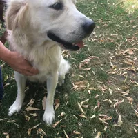 Mack, a  Golden Retriever for sale in Arlington, MN – Photo 2 of 3