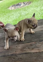 Lily, a female French Bulldog for sale in Monticello, MS – 7 of 9