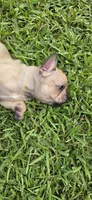 Jane, a female French Bulldog for sale in Monticello, MS – 3 of 4