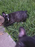 Happy, a female French Bulldog for sale in Monticello, MS – 3 of 4
