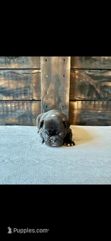 Happy – French Bulldog puppy for sale in Monticello, MS