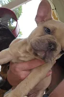 Lily, a female French Bulldog for sale in Monticello, MS – 1 of 9