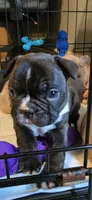 Happy, a female French Bulldog for sale in Monticello, MS – 4 of 4