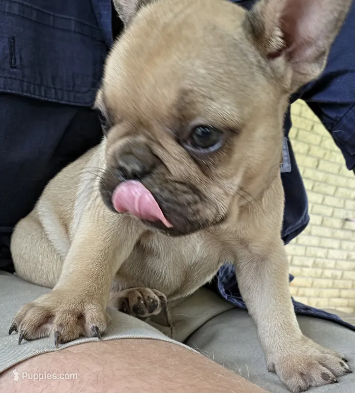 Jane – French Bulldog puppy for sale in Monticello, MS