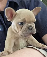 Lily, a female French Bulldog for sale in Monticello, MS – 4 of 9