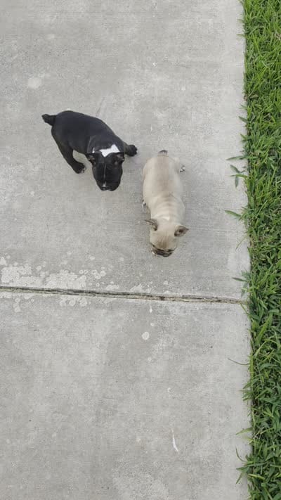 Junior , a male French Bulldog for sale in Monticello, MS – 5 of 5